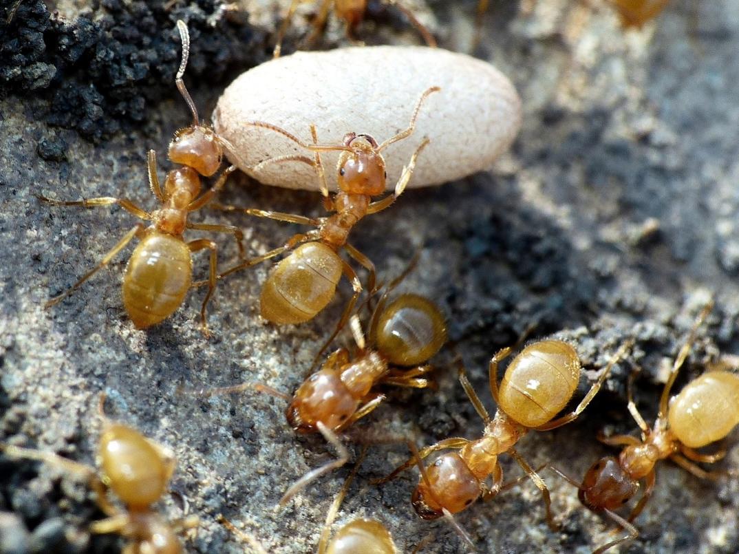 Lasius (Chthonolasius) sp.